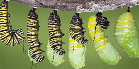 The Dos And Donts Of Raising Monarch Caterpillars