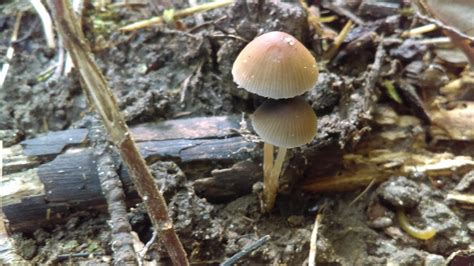 Psilocybin Mushrooms In Michigan All Mushroom Info