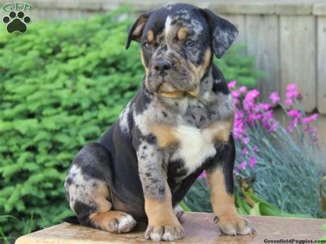 Rottweiler Pitbull Mix Puppies For Sale Near Me Lani Mercer