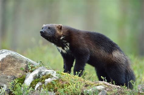 Kroppen är ganska kort och relativt kraftig med tjocka ben. DalabygdenJärven ökar och minskar