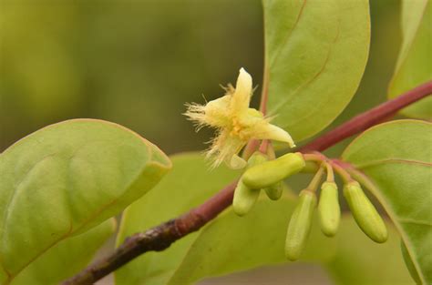 Olacaceae Ximenia Americana L Ameixa Do Mato Em Pleno Per Flickr