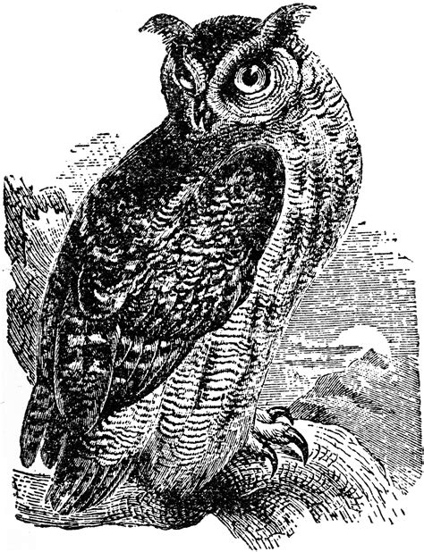 Great Horned Owl Clipart Etc