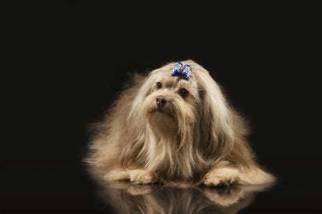 We are not a kennel, we are hobby/show breeders who like to show our companion dogs at akc events. fairekamalot | Havanese breeders, Havanese puppies, Puppy ...