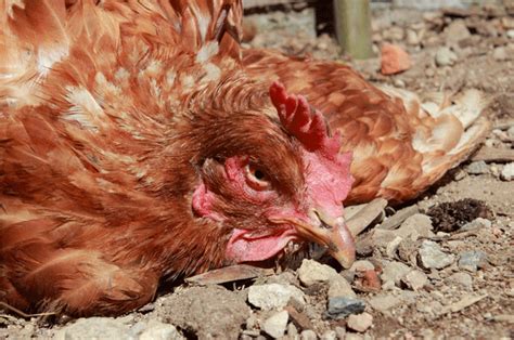 All You Need To Know About Mareks Disease The Happy Chicken Coop