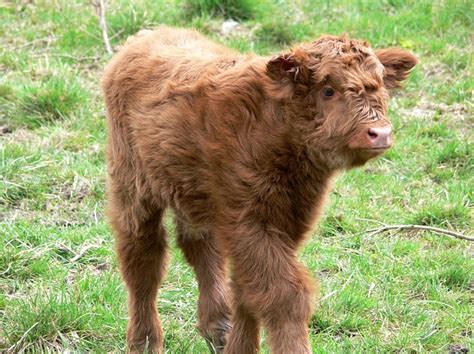 Jersey's provides the most nutrition per given unit of volume. Should You Add Cattle to Your Homestead? - Homestead Dreamer