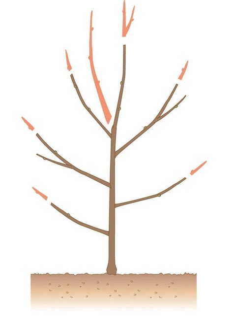 Dann sind sie hier bei uns absolut richtig. Apfelbaum schneiden: Tipps für jede Baumgröße | Apfelbäume ...
