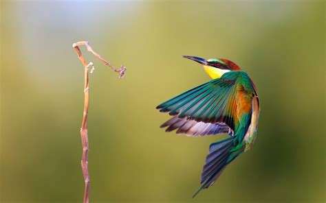 Download Latest Hd Wallpapers Of Birds Awesome Bird