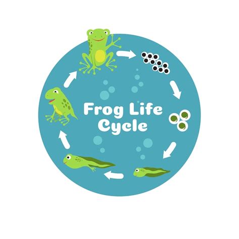 Premium Vector Frog Life Cycle From Eggs To Tadpole And Adult Frog