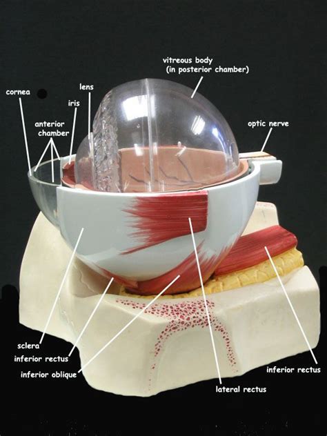 Eye Anatomy Model