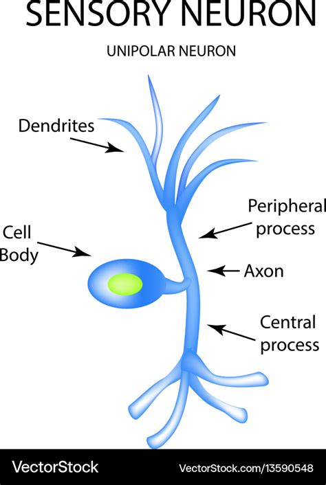 The Structure Of The Sensory Neuron Infographics Vector Image