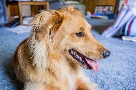 The Border Collie Golden Retriever Mix Is The Perfect All Around Dog
