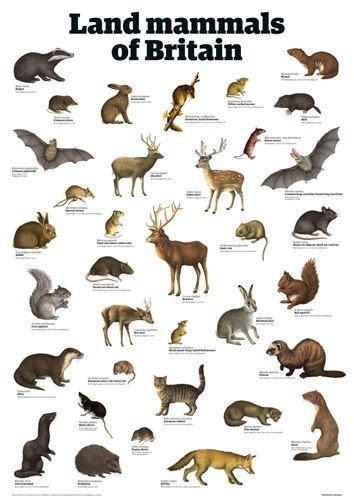 Mammals List Pets Lovers