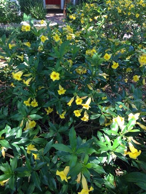 Small Shrubs With Yellow Flowers - Mbi Garden Plant