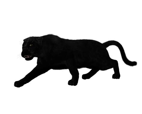 Download High Quality Panther Clipart Transparent Background
