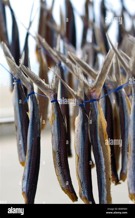 Flying Fish Being Dried Stock Photo Alamy