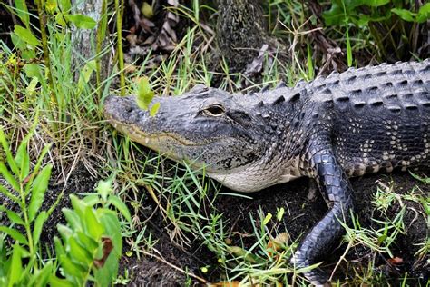 Everglades Tours From Miami 2021 Travel Recommendations Tours