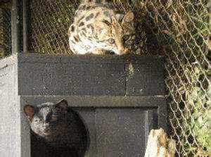 Gato Tigrillo Leopardus Tigrinus Costumbres O H Bitos