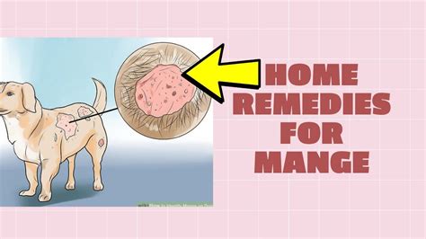 Home Remedies For Mange How To Treat Mange In Dogs Home Remedies