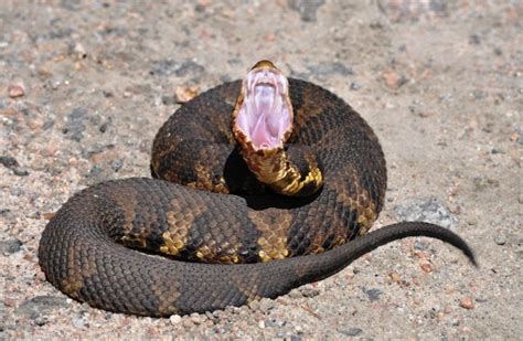 Cottonmouth On The Side Of The Road In The Sandhills Region Nc Rsnakes