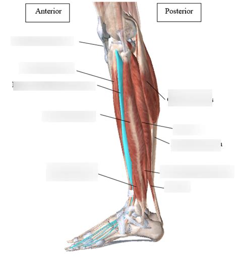 Muscles Of Lower Leg Diagram Quizlet