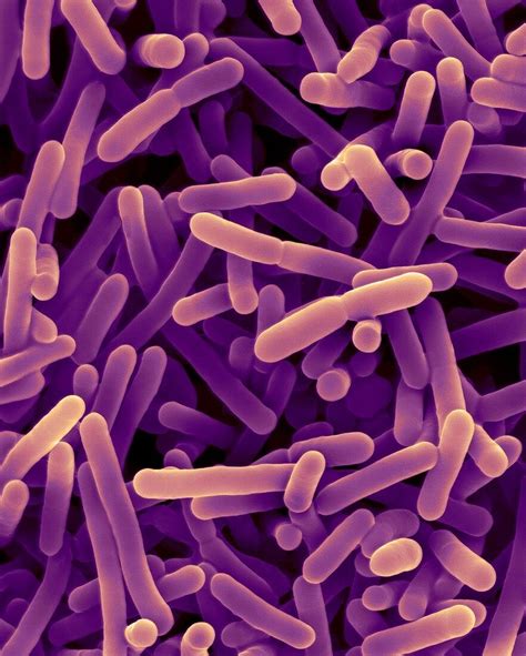 Papel De Las Bifidobacterias En El Síndrome Del Intestino Irritable