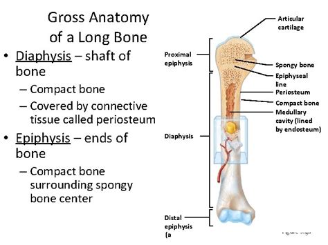 Long Bone Diagram Hyaline Cartilage Structure Of A Typical Long Bone