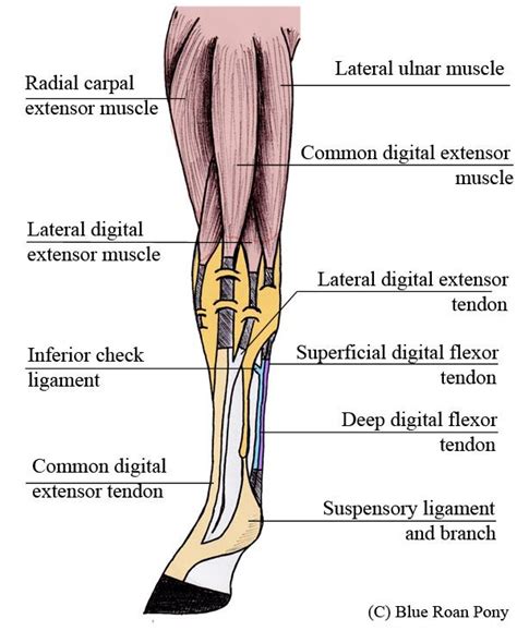 Leg Anatomy Muscles Ligaments And Tendons The Knee Anatomy Injuries