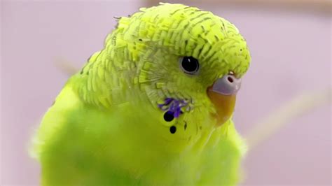 Baby Budgie Sounds For You 🌞 Youtube