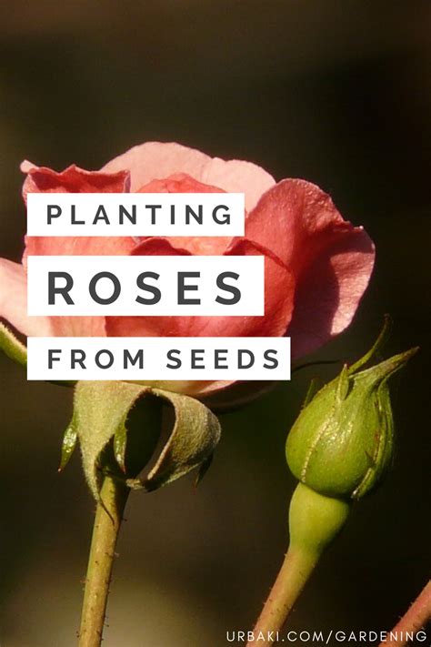 Planting Roses From Seeds Start To Finish Planting Roses Rose Bush