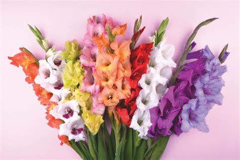 Facts About Augusts Birth Flowers Gladiolus And Poppy Healthy Insights