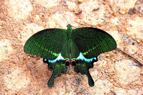Paris Peacock Swallowtail Butterflies Of Chhattisgarh · Inaturalist