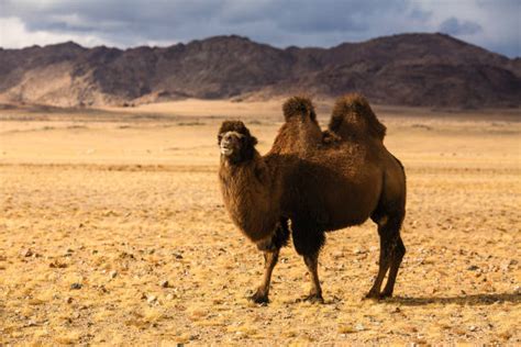 Best The Wild Bactrian Camel Stock Photos, Pictures & Royalty-Free