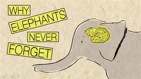 Elephant quotes have specific dimensions with respect to words used to design them. 'Why Elephants Never Forget', A Ted-Ed Lesson About the Incredible Intellect and Empathy of ...