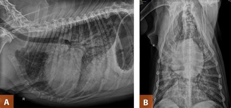 Duration of the study or until death. Caring for Your Dog With Congestive Heart Failure Disease ...