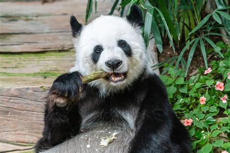 15 Interesting Facts About Giant Panda Jungle Tracks