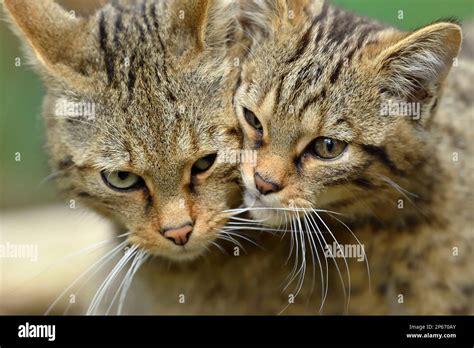 Scottish Wildcat Felis Silvestris Grampia Close Up Of Female With