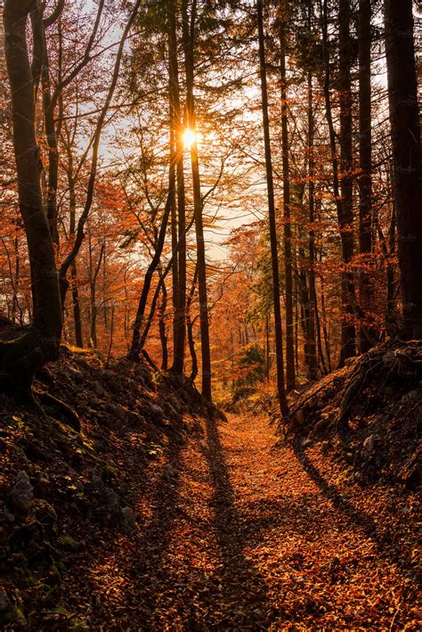 Autumn Forest At Sunset High Quality Nature Stock Photos ~ Creative