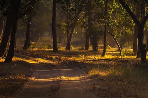 Forest Bandhavgarh Madhya Pradesh India