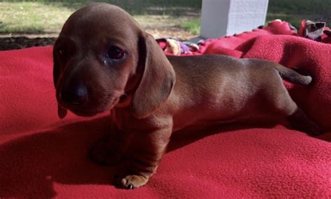 Miniature Dachshund Puppies For Sale In Californiabadges.html