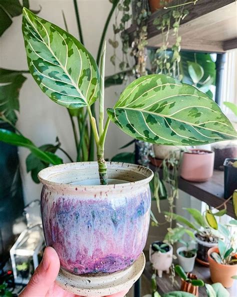 House Plant Clubs Instagram Post Youve Got To Put Aglaonema On Your
