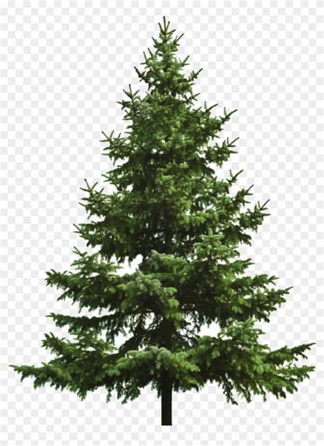 ✓ free for commercial use ✓ high quality images. Free Download Of Christmas Tree Icon Clipart Image ...
