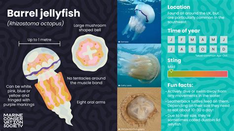 Identifying Jellyfish Wildlife Sightings Marine Conservation