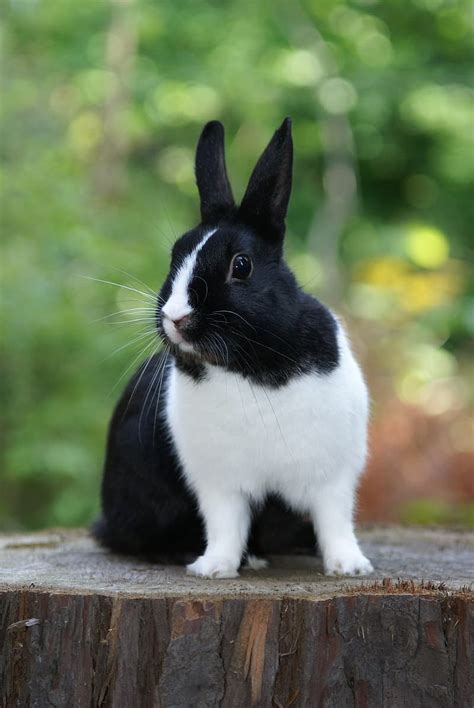 The Dutch Rabbit Complete Guide And Facts