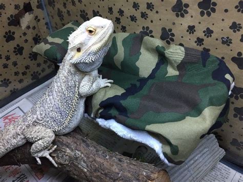 Camouflage Print Lrg Attachable Resting Bed Covers 4 Bearded Dragons