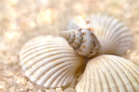 Seashell Snail Beach Sea Free Stock Photo Public Domain Pictures