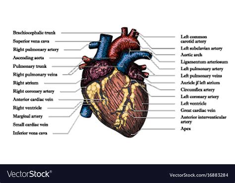 Anatomical Human Heart Hand Drawn Color Poster Vector Image