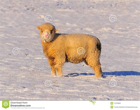 Sheep Grazing In The Snow Stock Image Image Of Agriculture 17216955