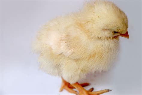 Chick Free Stock Photo Public Domain Pictures