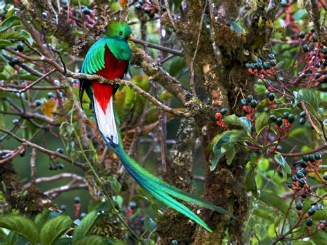 Resplendent Quetzal Ebird