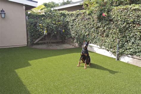 Pet Artificial Grass Installation Green R Turf Landscapes 951 532 2861